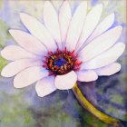 Mittagsblume, 40 x 30, Aquarell